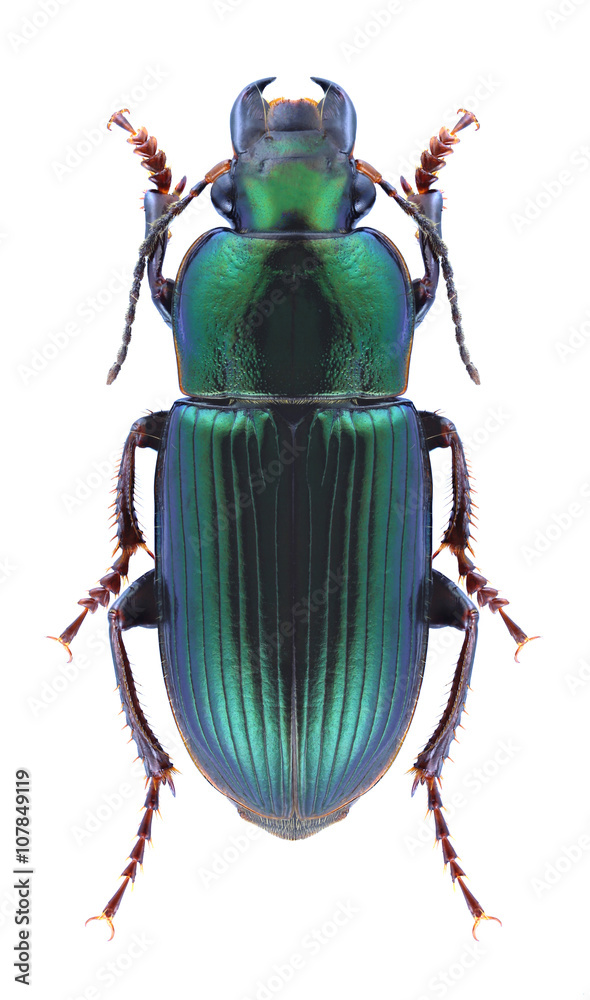 Beetle Harpalus distinguendus Beetle Harpalus distinguendus