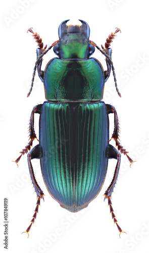 Beetle Harpalus distinguendus photo