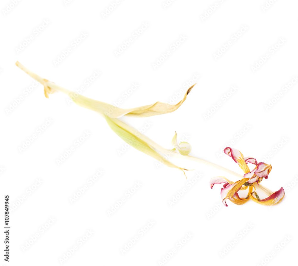 Dried pink tulip flower over white background