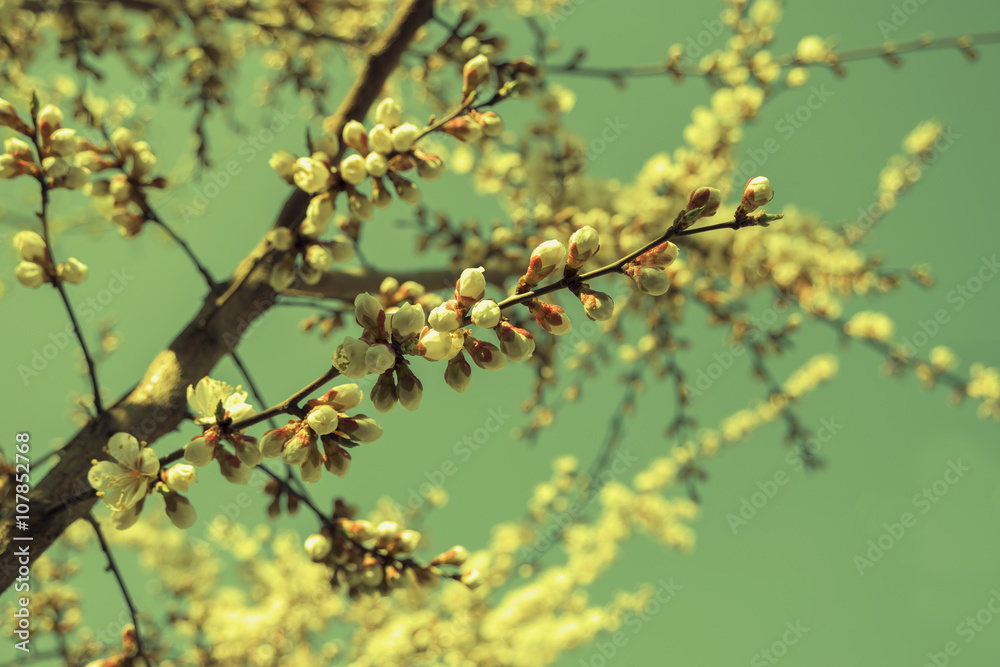 Apricot blooming branches against sky, toned Apricot blooming branches against sky, toned