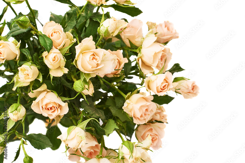 Fototapeta premium Bouquet of roses over white isolated background