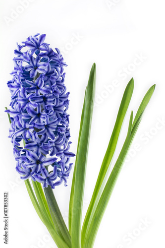 violet hyacinth blooming flowers in pot isolated on white background