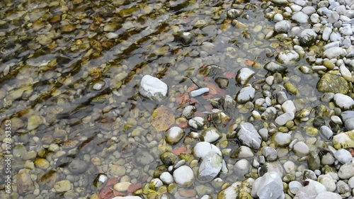 leaves in the water of Isar River (Bavaria). autumn time. 