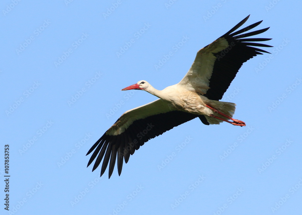 Naklejka premium European White Stork (Ciconia ciconia) in flight