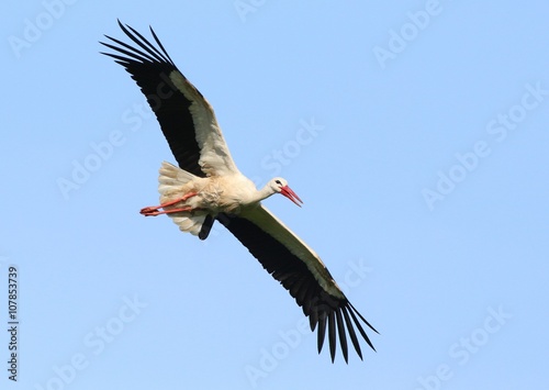 European White Stork (Ciconia ciconia) in flight