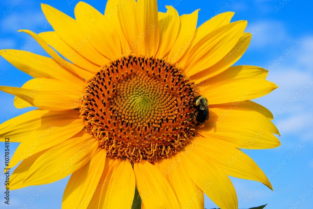 Bumble bee on a sunflower with blue sky in the background