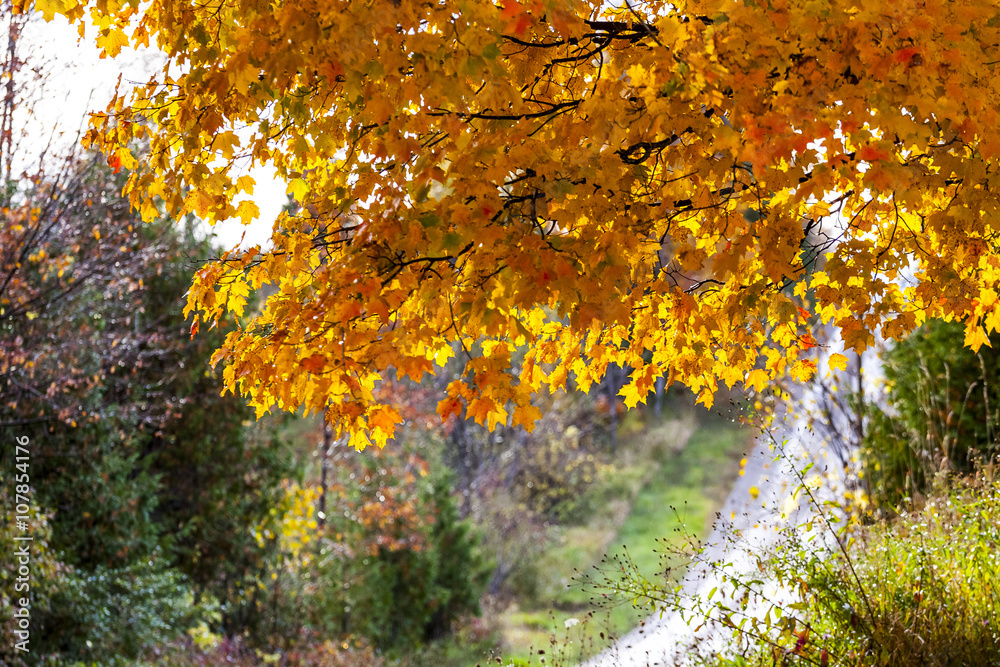 the view down a scenic country roadway in autumn landscape the view down a scenic country roadway in autumn landscape