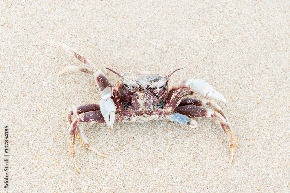Dead crab.