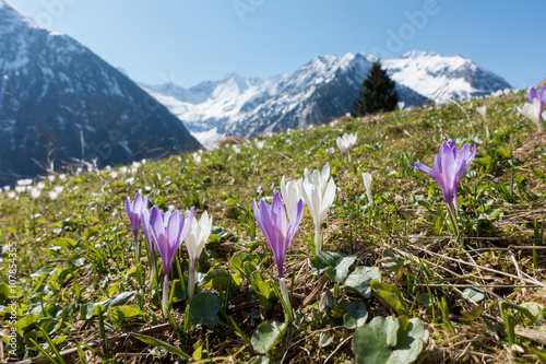 Krokus Frühlingsblumen der Alpen