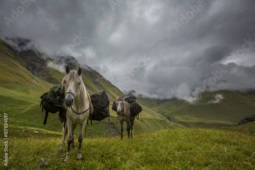 horses ready to start a day of hiking in Caucasus mountains, Georgia