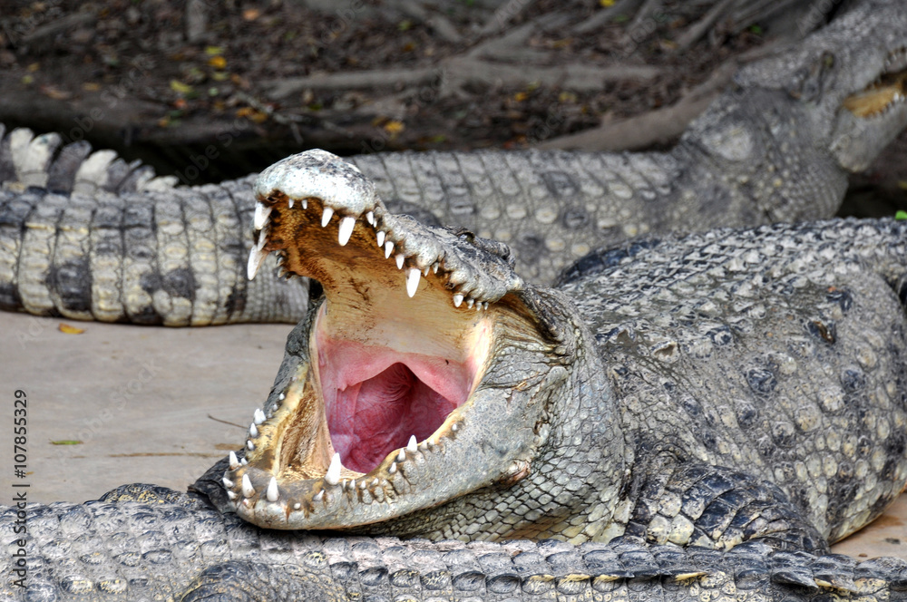 Obraz premium Adult crocodiles in their natural habitat 
