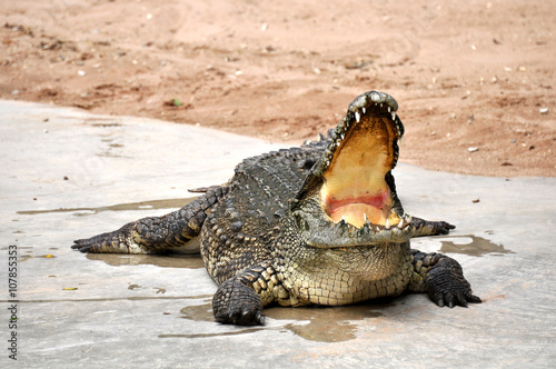 Adult crocodiles in their natural habitat 