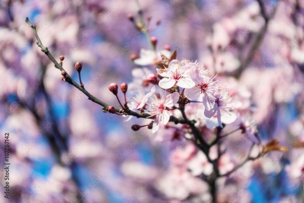 Blossoming flowers tree in park at early spring seson