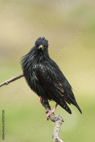 An adult Spotless Starling on a branch. Extremadura (Spain).