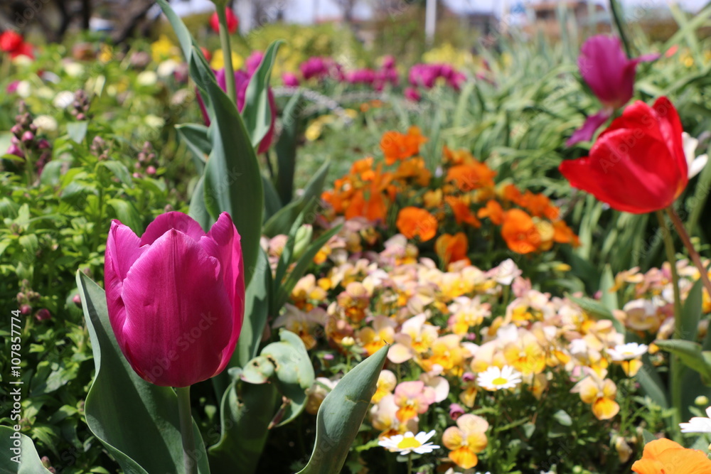 Fototapeta premium 花壇