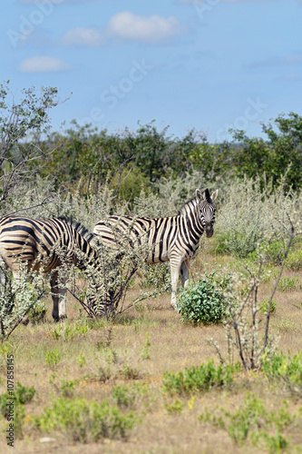 Zebras in Etosha  Namibia