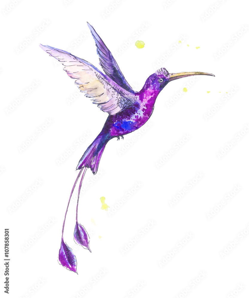Fototapeta premium hummingbird watercolor