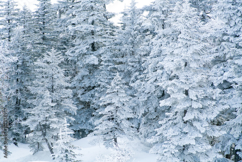 cold tree,takayama city,gihu,japan