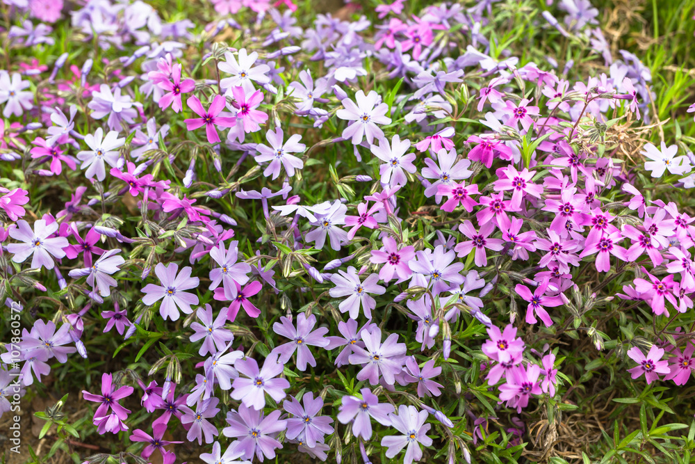 芝桜 芝桜