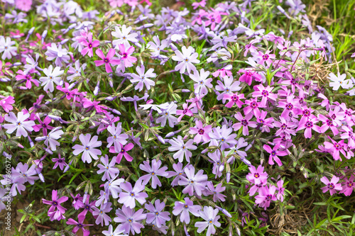 芝桜