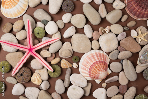  shells and starfishes
