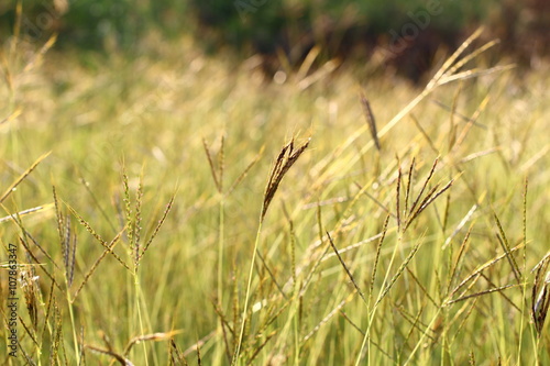 The close up of grass flower (poaceae) with selective focus, concept of the beautiful of nature