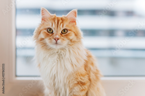 Leinwand Poster Ginger big cat sitting next to the window and looking around. Cl
