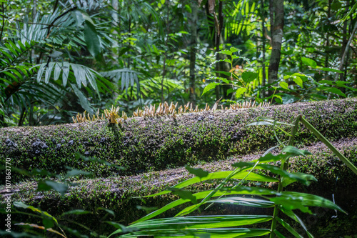 eungella national park - australia