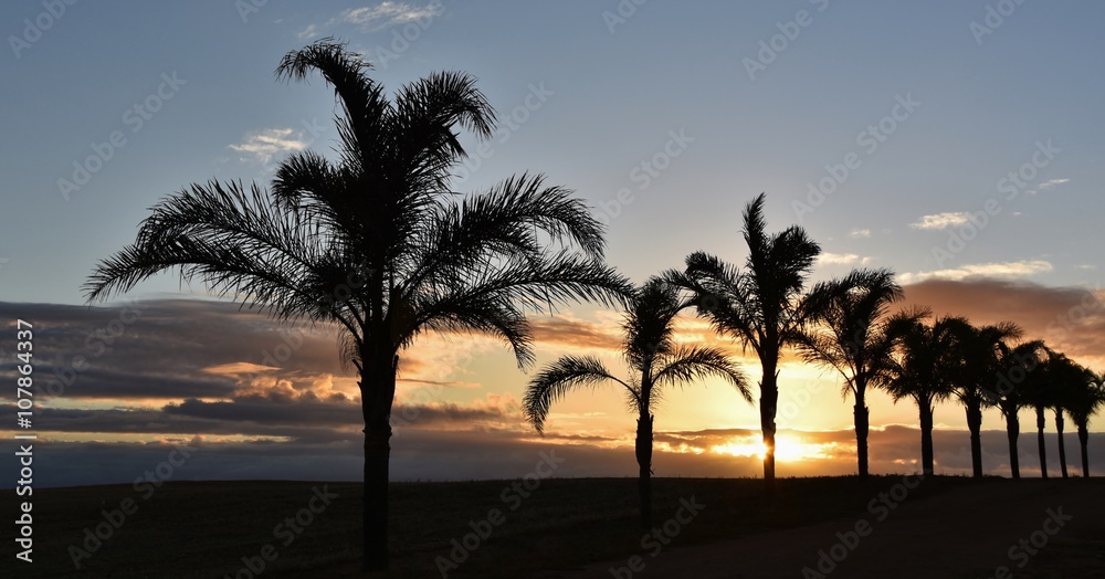 Rural Landscape with Palm Trees at sunrise