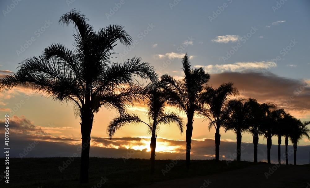 Obraz premium Rural Landscape with Palm Trees at sunrise