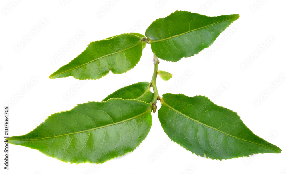 Obraz premium Tea leaves on white background