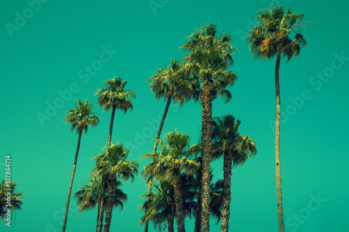 Tall palm trees against sky, green toned