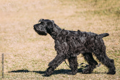 Black Giant Schnauzer or Riesenschnauzer dog outdoor