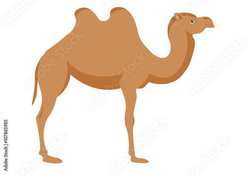Vector image of a camel on a white background.