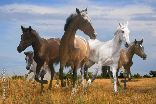 free herd of horses galloping across the steppe