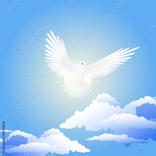 Pigeon sky background