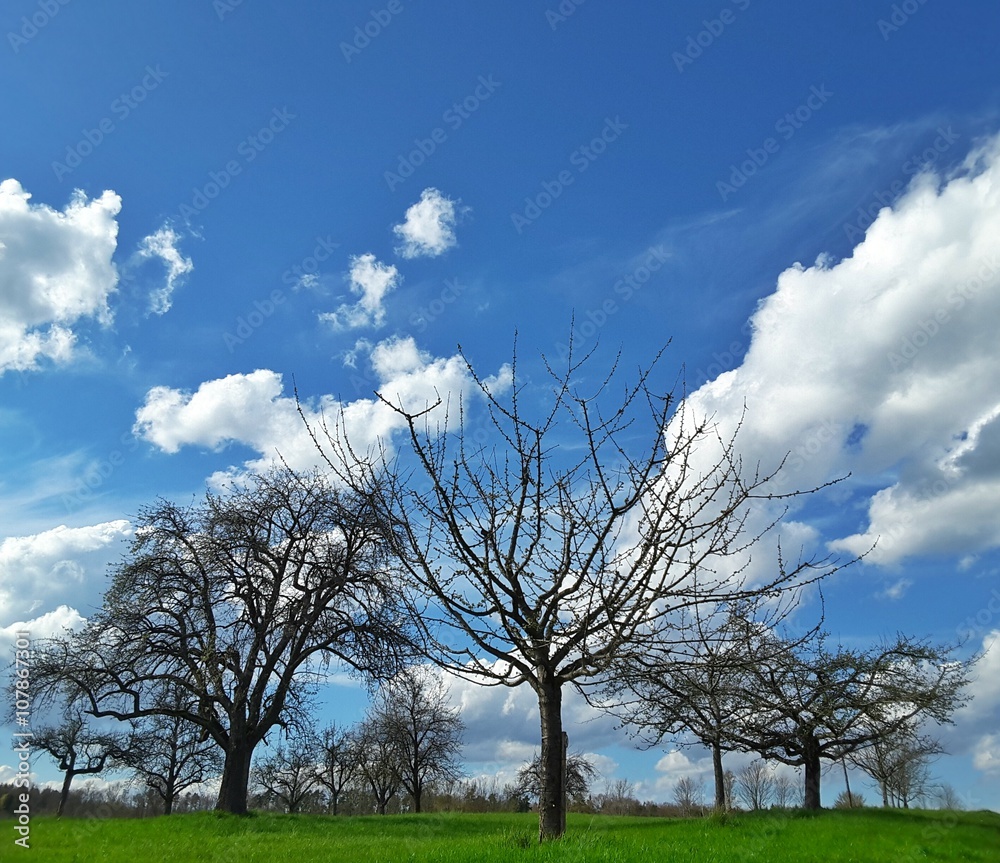 Obraz premium Spring Field