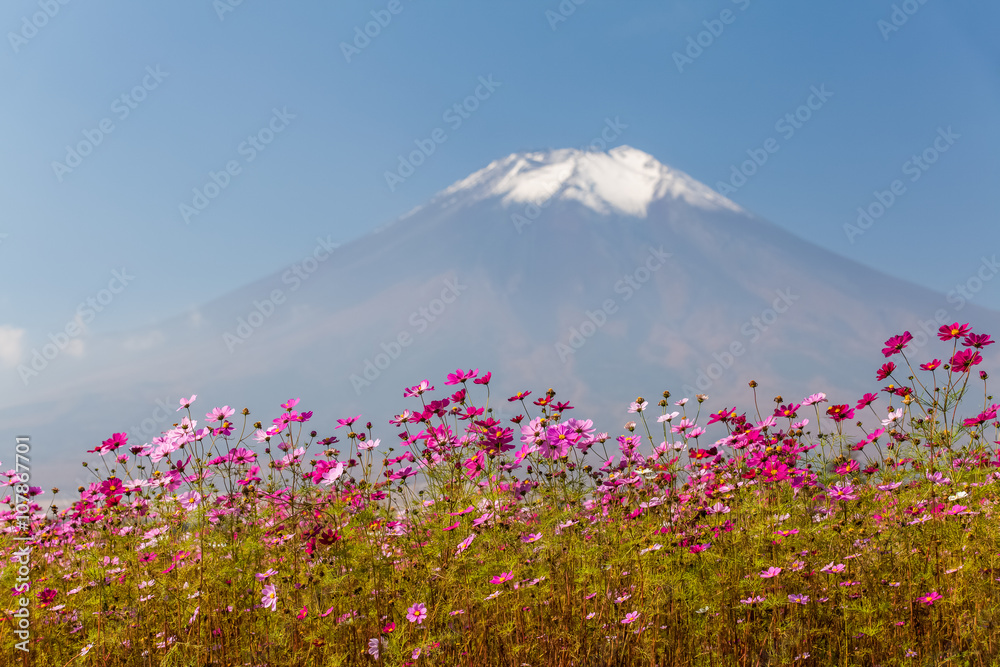 Fototapeta premium Field of cosmos flowers and Mountain Fuji in autumn season at Yamanakako Hanano Miyako Koen