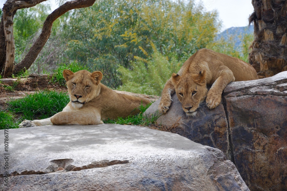 Obraz premium Lounging Lions