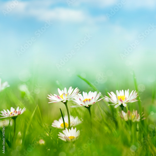 spring meadow with daisies