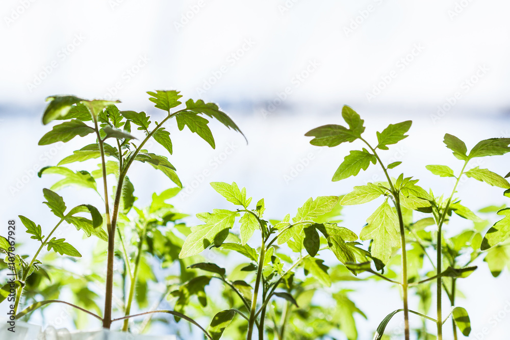 many shoots of tomato plant many shoots of tomato plant