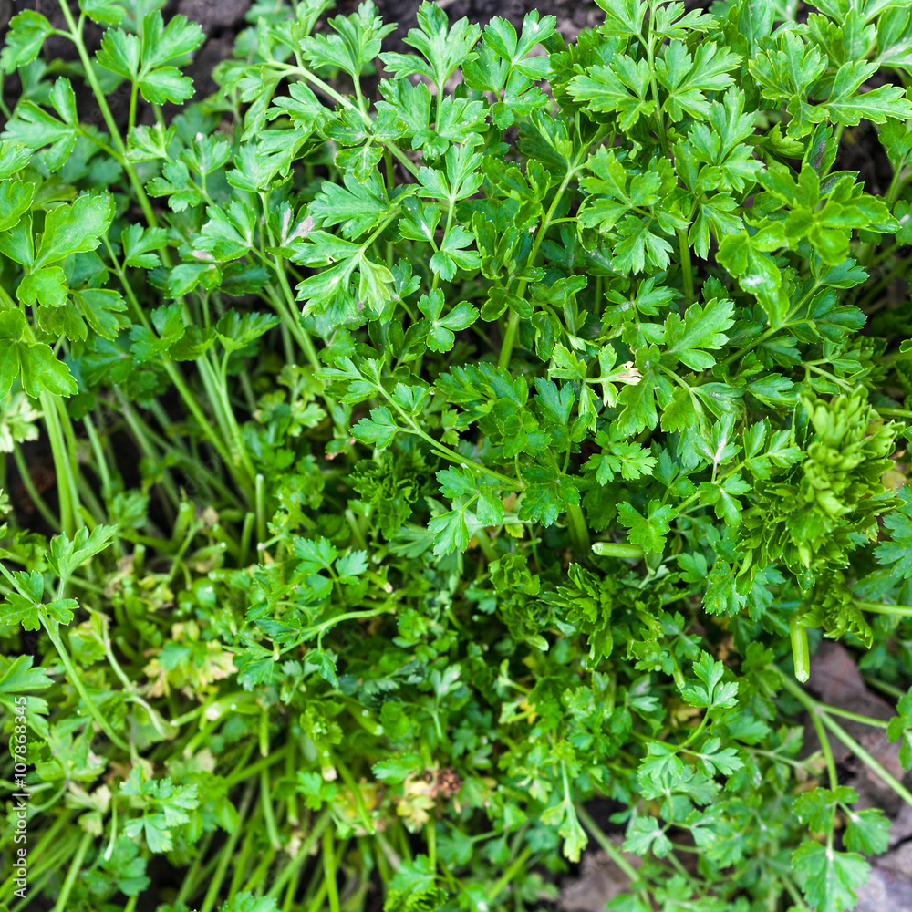 green leaves of fresh parsley at garden green leaves of fresh parsley at garden