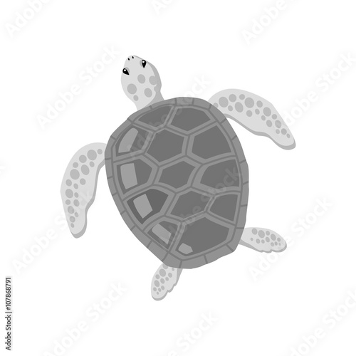 Turtle Isolated on White Background