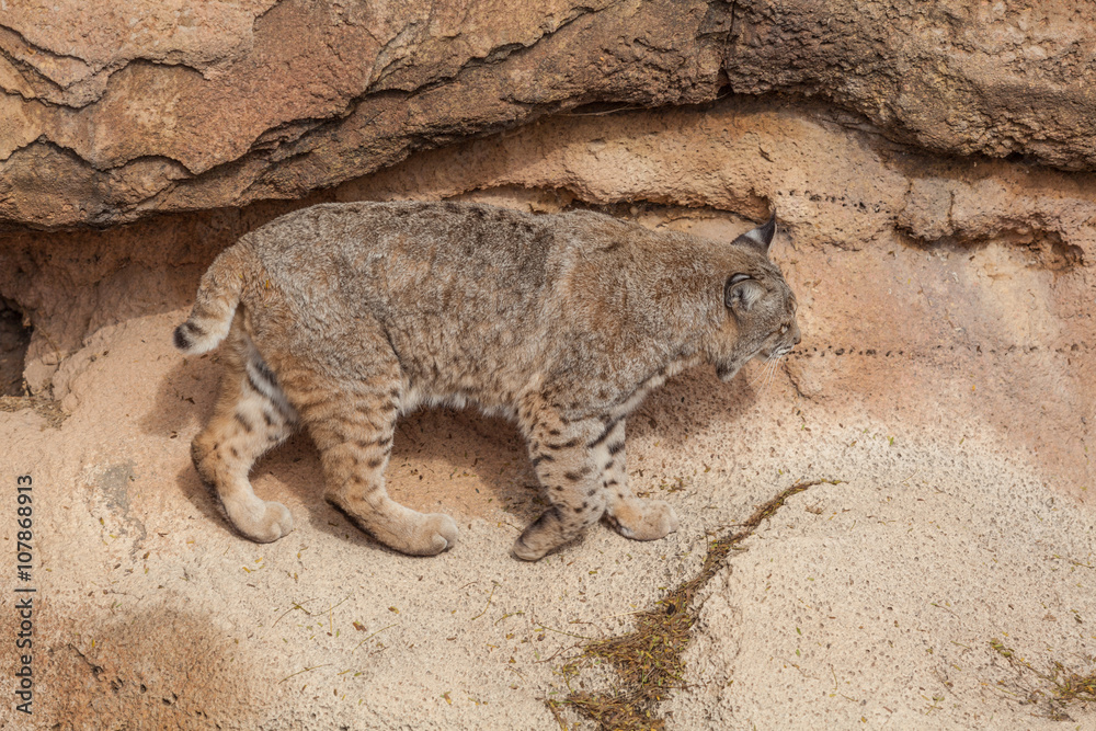 Bobcat Bobcat