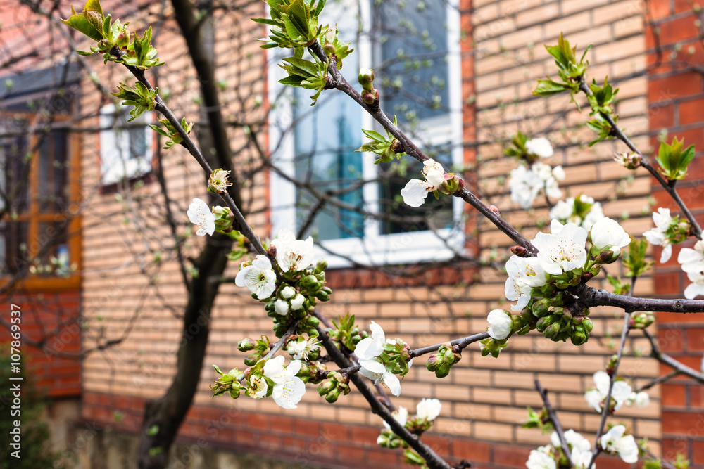 Fototapeta premium branches of blossoming black cherry on backyard