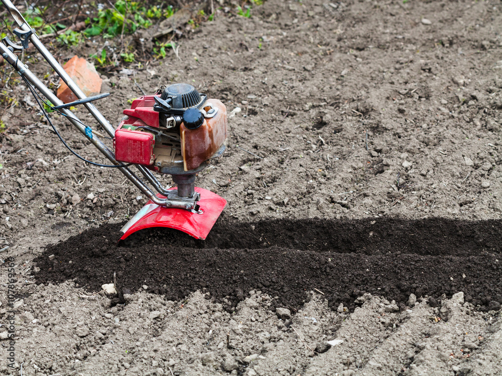 tiller in loosened bed in field tiller in loosened bed in field