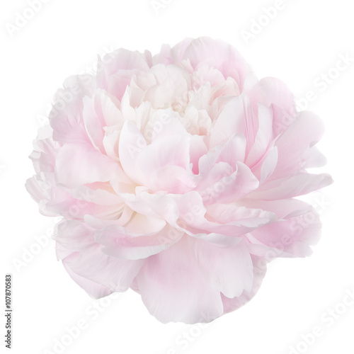 Pale pink peony flower isolated on white background