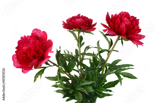 Bouquet of three scarlet peonies isolated on white background