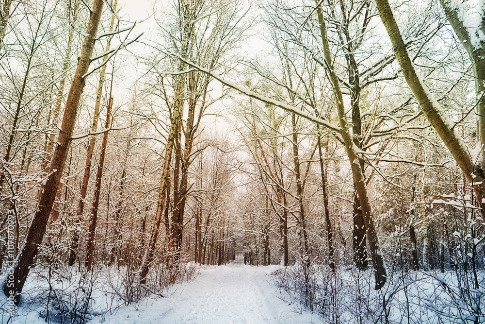 winter forest