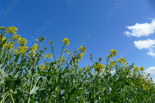 champ agriculture bio